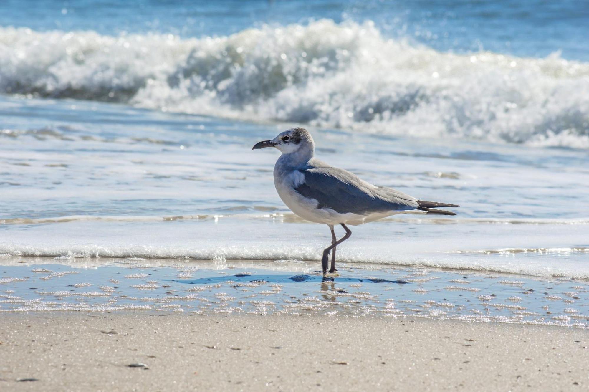 Direct Gulf Views With Deeded Beach Access Gulf Shores Exteriér fotografie